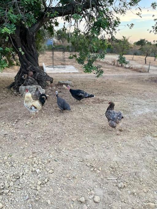 Quinta Da Alfarrobeira Peaceful Countryside Stay Φάρο Εξωτερικό φωτογραφία